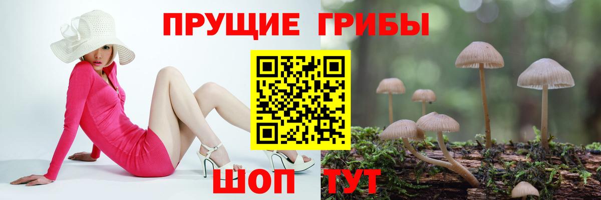 Псилоцибиновые грибы GOLDEN TEACHER  Вход с VPN  Миасс  Псилоцибиновые грибы прущие грибы 